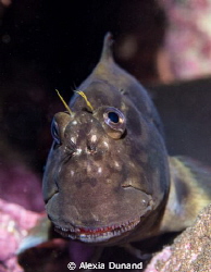 Redlip Algae Blenny (Ophioblennius atlanticus). by Alexia Dunand 